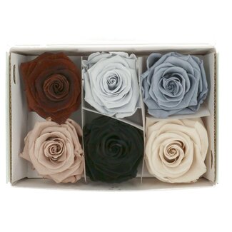 4A Konservierte Rose | Farbe: Gemischte Farben | Trockenblumendekoration | Durchmesser 6 Zentimeter | Pro 6 Rosen