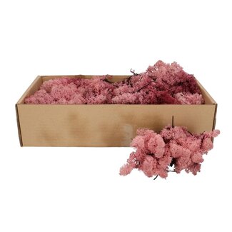 4A Getrocknetes Rentiermoos | Farbe: Rosa | Trockenblumendekoration | Gewicht 400 - 500 Gramm | Pro Schachtel