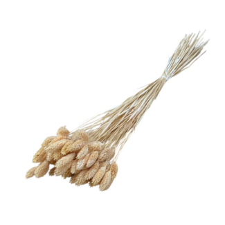 Dolce Vita Peach Phalaris dried flowers | Length ± 65 centimetres | Weight ± 150 grams