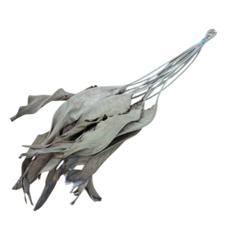 Dutch Dried Naturally dried Strelitzia leaves | Length ± 65 centimetres | Per 10 stems