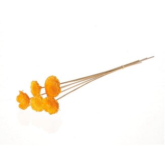 4A Dried Protea Picks | Colour: Yellow | Length ± 50 centimetres | Diameter 6 centimetres | Per 6 picks