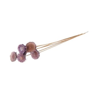 4A Dried Protea Flower Picks | Colour: Lilac | Length ± 50 centimetres | Diameter 6 centimetres | Per 6 picks