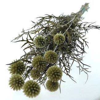 Casa Alegria Natural Echinops preserved flowers | Length ± 65 centimetres | Weight ± 350 grams