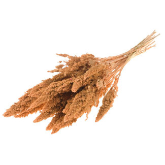 Dutch Dried Amaranthus Cruentus séchées couleur corail | Longueur ± 60 centimètres | Poids ± 125 grammes