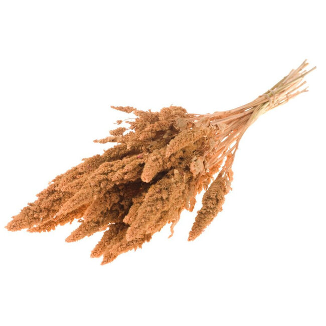 Coral-coloured Amaranthus Cruentus dried flowers | Length ± 60 centimetres | Weight ± 125 grams