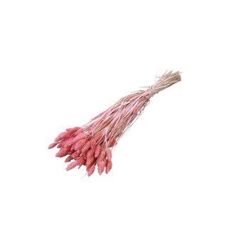 Dolce Vita Pink Phalaris dried flowers | Length ± 65 centimetres | Weight ± 150 grams