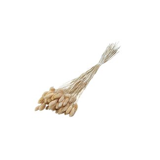 Dolce Vita Peach Phalaris dried flowers | Length ± 65 centimetres | Weight ± 150 grams