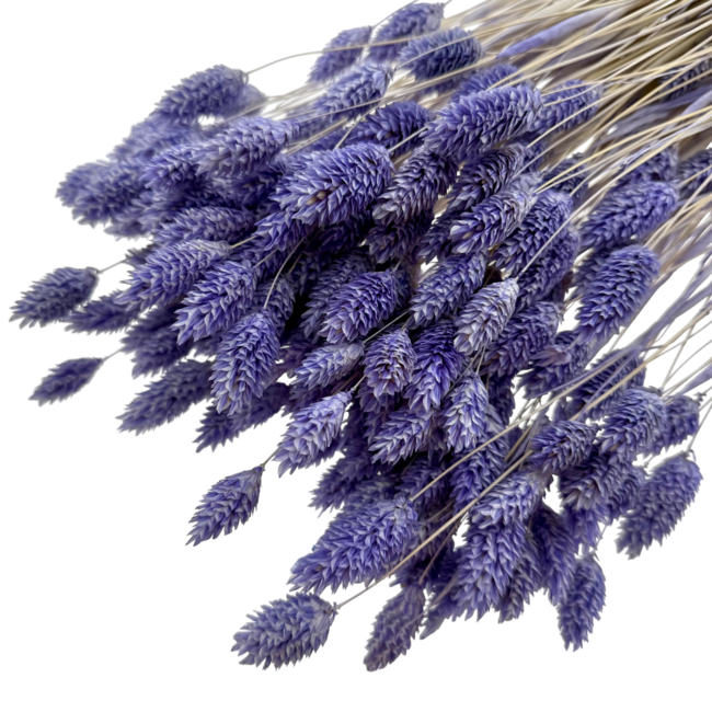 Phalaris séchées lavande-violet | Longueur ± 65 centimètres | Poids ± 150 grammes