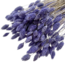 Phalaris séchées lavande-violet | Longueur ± 65 centimètres | Poids ± 150 grammes