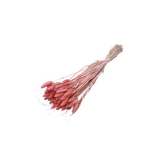 Dolce Vita Light Pink Phalaris Dried Flowers | Length ± 65 centimetres | Weight ± 150 grams