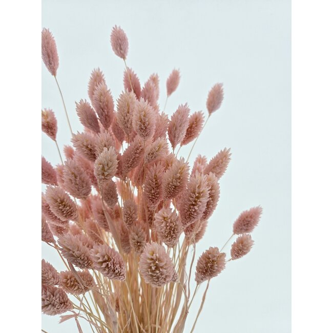 Lichtroze Phalaris droogbloemen | Lengte ± 65 centimeter | Gewicht ± 100 gram
