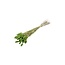 Lichtgroene Phalaris droogbloemen | Lengte ± 65 centimeter | Gewicht ± 100 gram