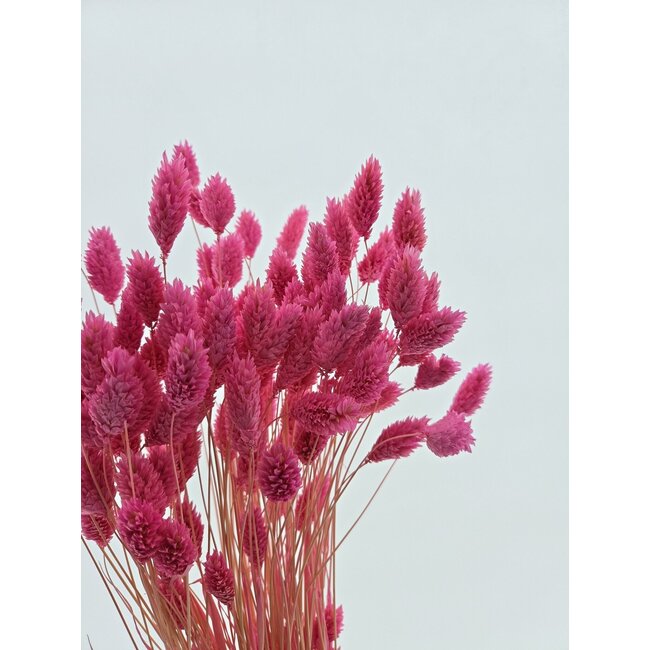 Dark Pink Phalaris Dried Flowers | Length ± 65 centimetres | Weight ± 150 grams