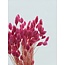 Dark Pink Phalaris Dried Flowers | Length ± 65 centimetres | Weight ± 150 grams