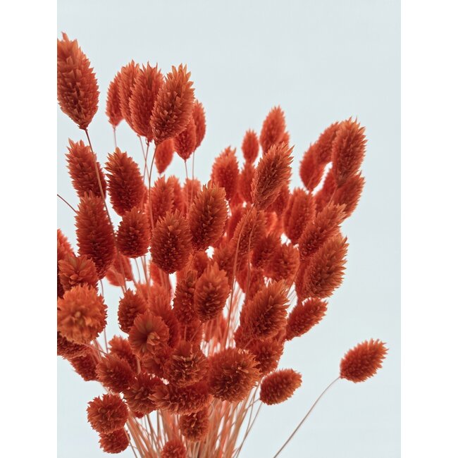 Orange Phalaris dried flowers | Length ± 65 centimetres | Weight ± 150 grams