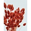 Phalaris orange fleurs séchées | Longueur ± 65 centimètres | Poids ± 150 grammes