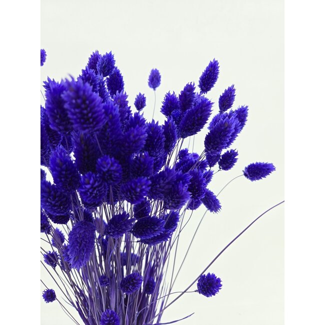 Milka Purple Phalaris dried flowers | Length ± 65 centimetres | Weight ± 150 grams