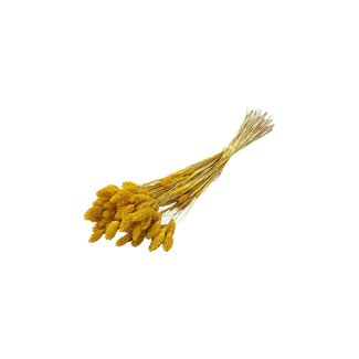 Dolce Vita Dunkelgelbe Aprikosen-Phalaris Trockenblumen | Länge ± 65 Zentimeter | Gewicht ± 150 Gramm