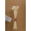 Wit Gebleekte Phalaris droogbloemen | Lengte ± 65 centimeter | Gewicht ± 100 gram
