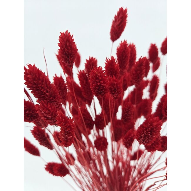 Rode Phalaris droogbloemen | Lengte ± 65 centimeter | Gewicht ± 100 gram