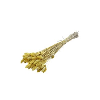 Dolce Vita Gele Phalaris droogbloemen | Lengte ± 65 centimeter | Gewicht ± 100 gram