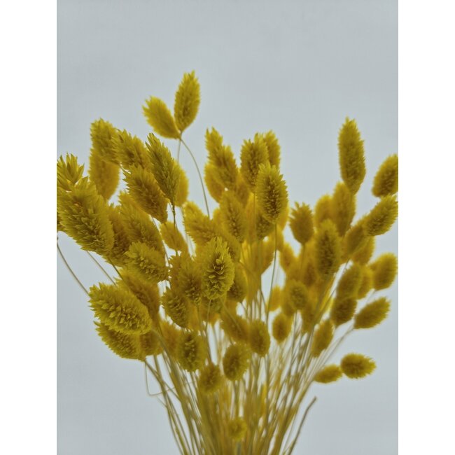 Yellow Phalaris dried flowers | Length ± 65 centimetres | Weight ± 150 grams