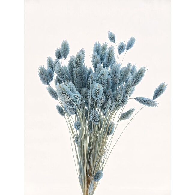 Light blue Phalaris dried flowers | Length ± 65 centimetres | Weight ± 150 grams