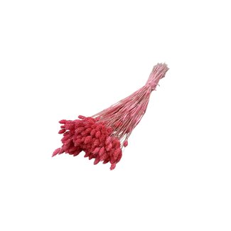 Dolce Vita Neon-roze Phalaris droogbloemen | Lengte ± 65 centimeter | Gewicht ± 100 gram