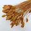 Apricot Phalaris droogbloemen | Lengte ± 65 centimeter | Gewicht ± 100 gram