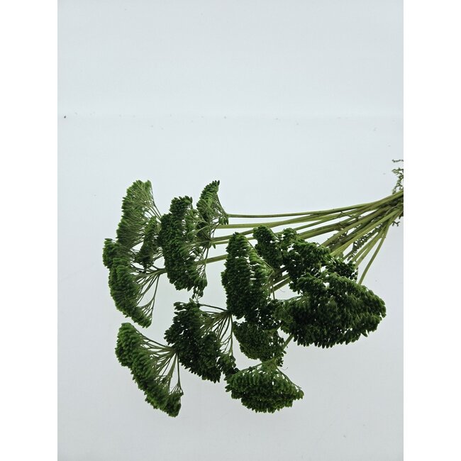 Green Achillea Filipendulina dried flowers | Length ± 65 centimetres | Weight ± 100 grams
