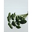 Green Achillea Filipendulina dried flowers | Length ± 65 centimetres | Weight ± 100 grams