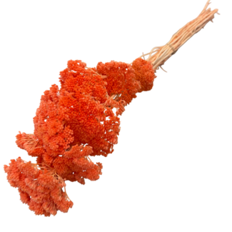 Casa Alegria Salmon-coloured Achillea Filipendulina dried flowers | Length ± 65 centimetres | Weight ± 100 grams