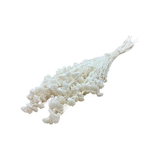 Casa Alegria Wit gebleekte Achillea Silvestre droogbloemen | Lengte ± 65 centimeter | Gewicht ± 175 gram