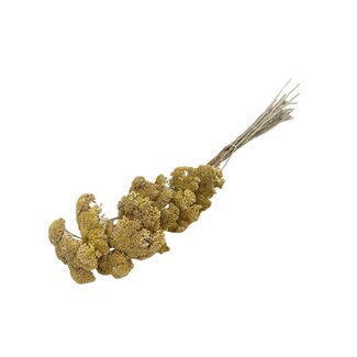 Casa Alegria Naturel gele Achillea Filipendulina droogbloemen | Lengte ± 65 centimeter | Gewicht ± 100 gram