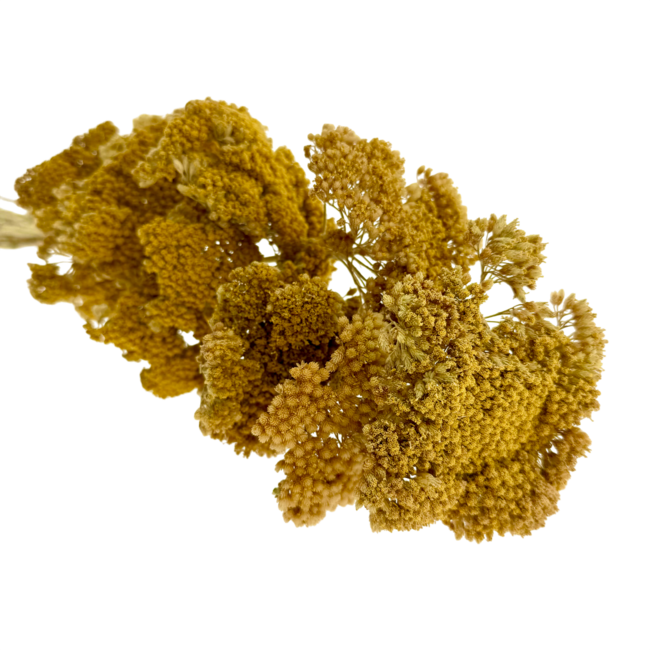 Natural yellow Achillea Filipendulina dried flowers | Length ± 65 centimetres | Weight ± 100 grams