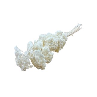 Casa Alegria White bleached Achillea Filipendulina dried flowers | Length ± 65 centimetres | Weight ± 100 grams