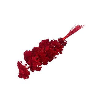 Casa Alegria Rot gebleichte Achillea Filipendulina Trockenblumen | Länge ± 65 Zentimeter | Gewicht ± 100 Gramm