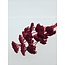 Achillea Filipendulina séchées blanchies rouges | Longueur ± 65 centimètres | Poids ± 100 grammes
