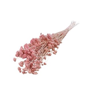 Casa Alegria Pink bleached Achillea Silvestre dried flowers | Length ± 65 centimetres | Weight ± 175 grams