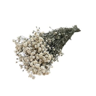 Dutch Dried Naturel witte Achillea Ptarmica droogbloemen | Lengte ± 40 centimeter | Gewicht ± 100 gram