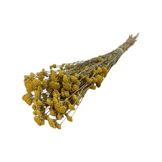 Casa Alegria Natürliche gelbe Achillea Silvestre Trockenblumen | Länge ± 65 Zentimeter | Gewicht ± 175 Gramm