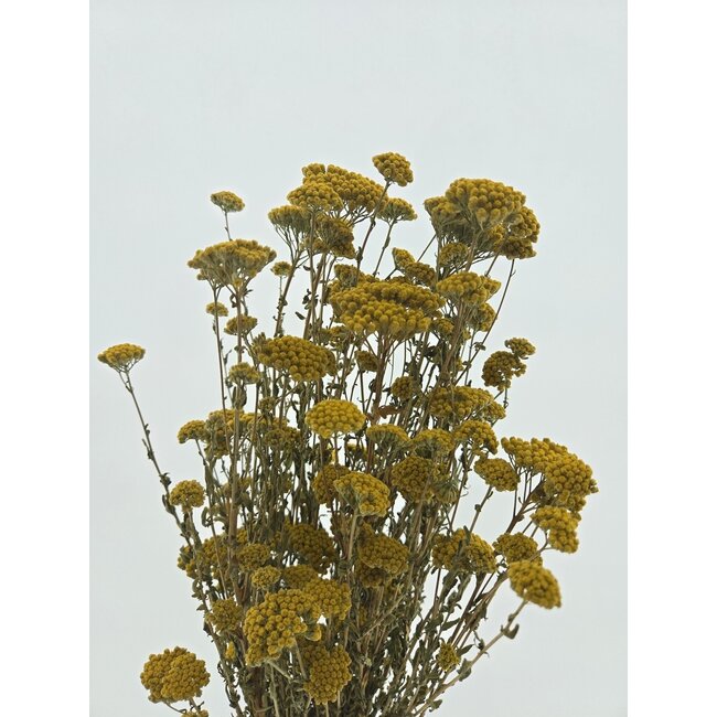 Natürliche gelbe Achillea Silvestre Trockenblumen | Länge ± 65 Zentimeter | Gewicht ± 175 Gramm
