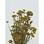 Natural yellow Achillea Silvestre dried flowers | Length ± 65 centimetres | Weight ± 175 grams