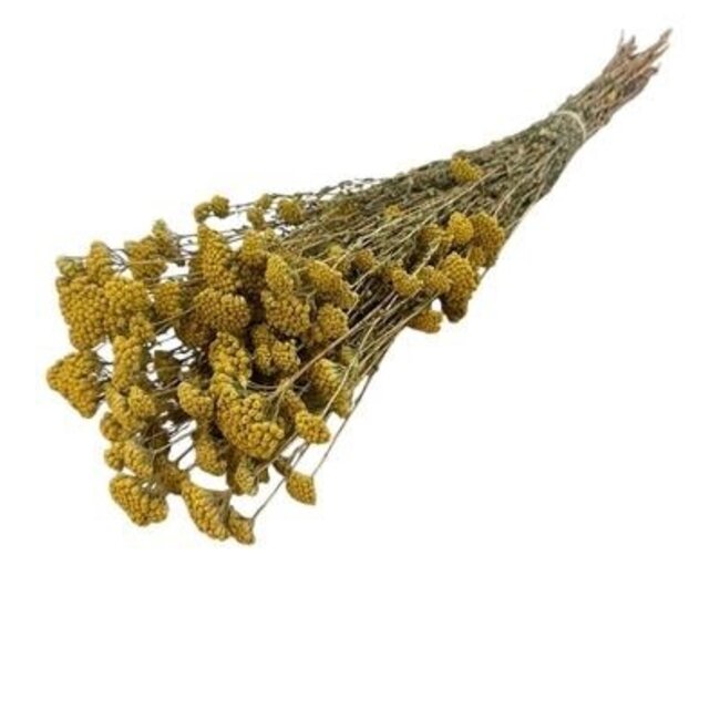 Naturel gele Achillea Silvestre droogbloemen | Lengte ± 65 centimeter | Gewicht ± 175 gram