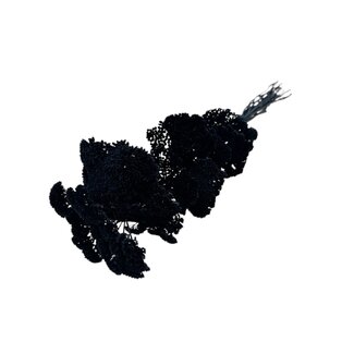 Casa Alegria Black Achillea Filipendulina dried flowers | Length ± 65 centimetres | Weight ± 100 grams