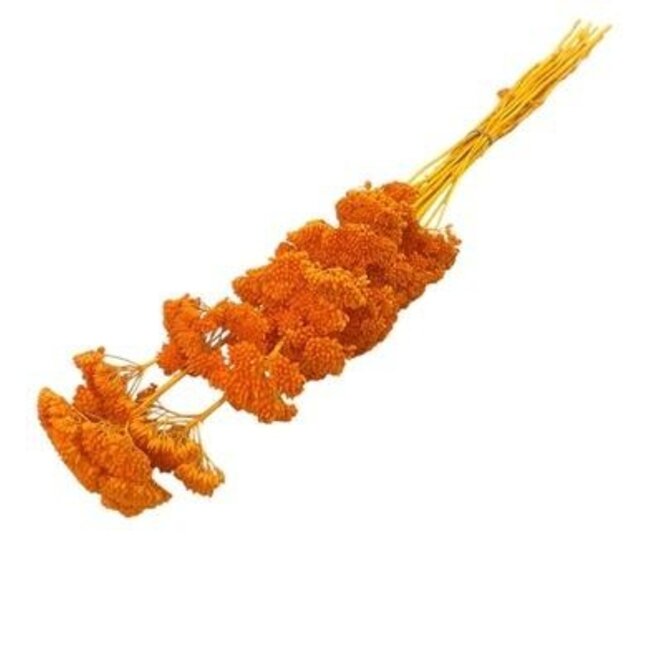 Orange bleached Achillea Filipendulina dried flowers | Length ± 65 centimetres | Weight ± 100 grams