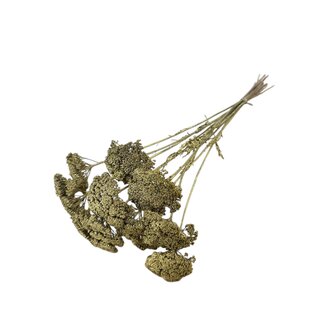 Casa Alegria Goldfarbene Achillea Parker Trockenblumen | Länge ± 60 Zentimeter | Pro 10 Stiele