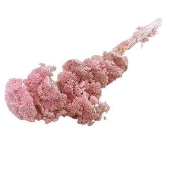 Gebleekte roze Achillea Filipendulina droogbloemen | Lengte ± 65 centimeter | Gewicht ± 100 gram