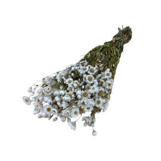 Dutch Dried Wit naturelle Rhodante droogbloemen | Lengte ± 45 centimeter | ± 35 bloemen per bos