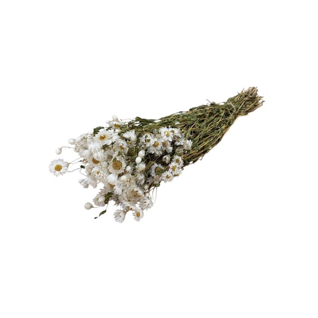 White natural Rhodante dried flowers | Length ± 45 centimetres | ± 35 flowers per bunch